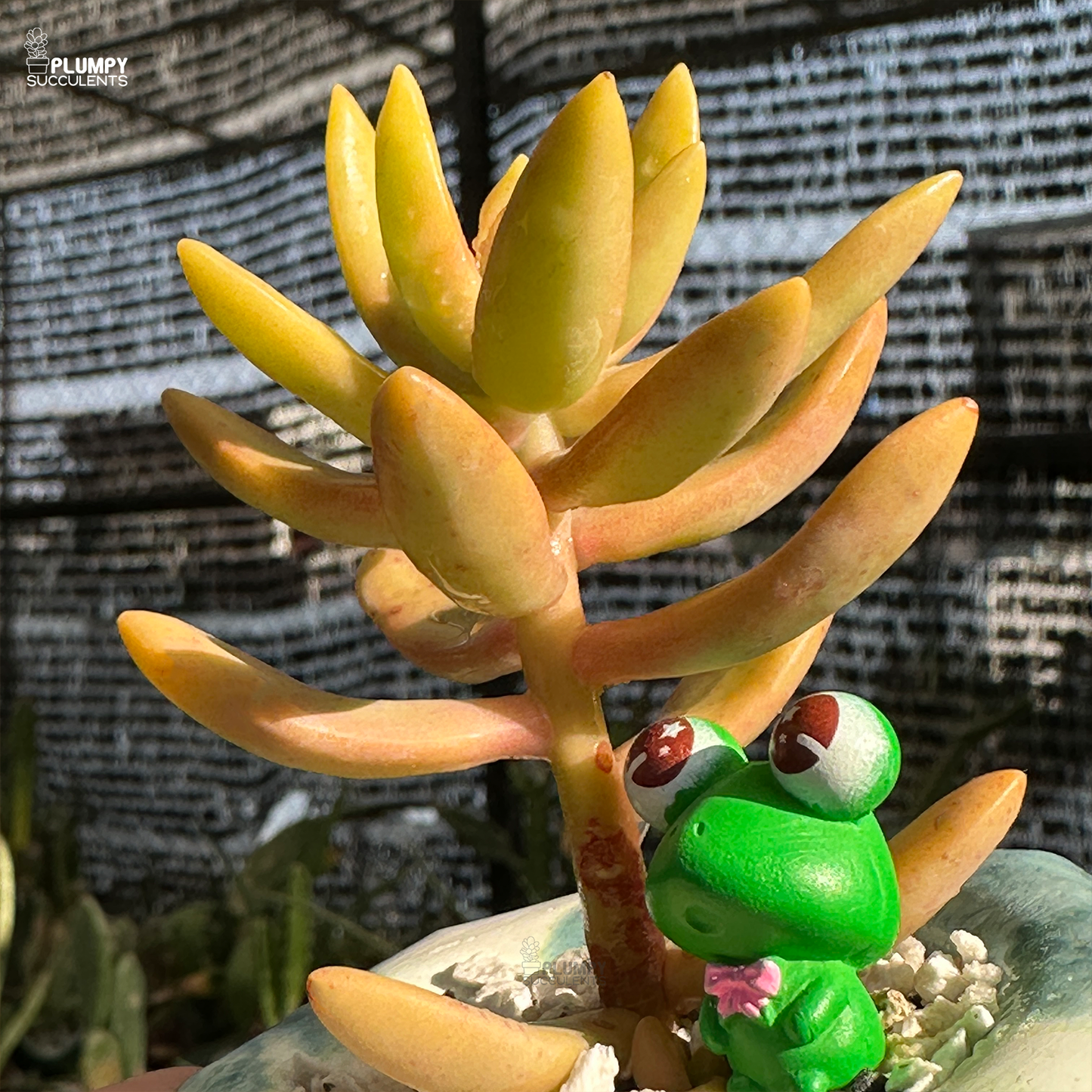 Sedum Adolphi "Golden Sedum"