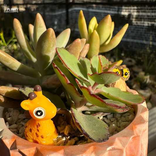 Succulent Garden (Arrangement)