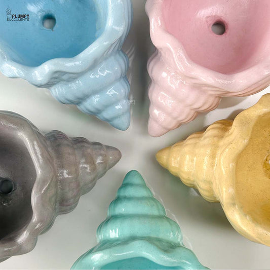 Shell Planter (4 Inch)