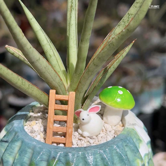 Sansevieria Lady Charm x Bella- Rabbit Land