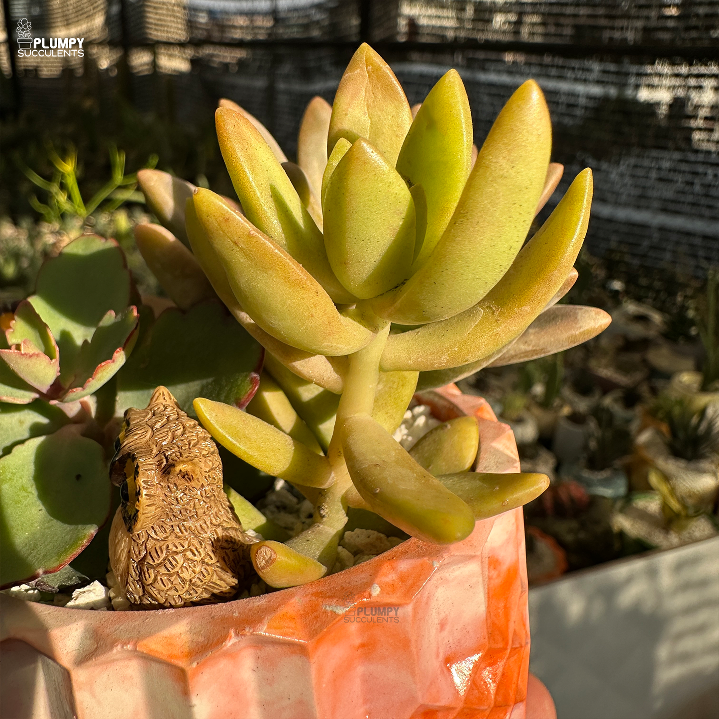 Succulent Garden (Arrangement)