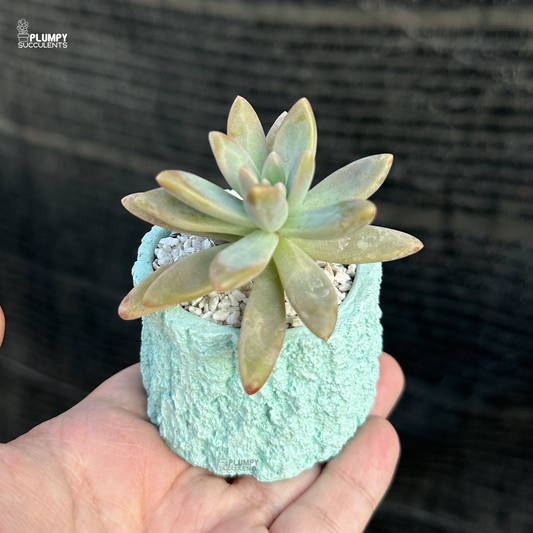 Graptosedum "Darley Sunshine"