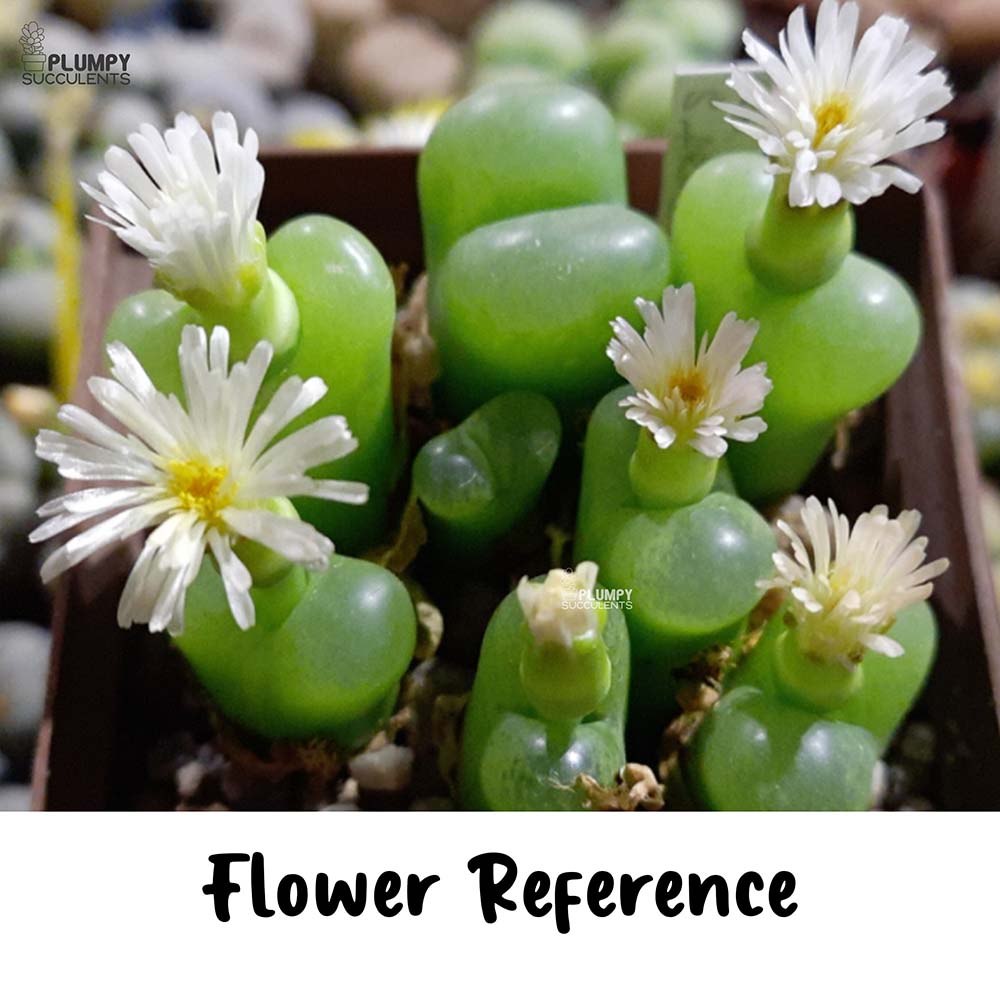 Conophytum Maughanii, 9 Pcs in Pot (Exotic Variety)