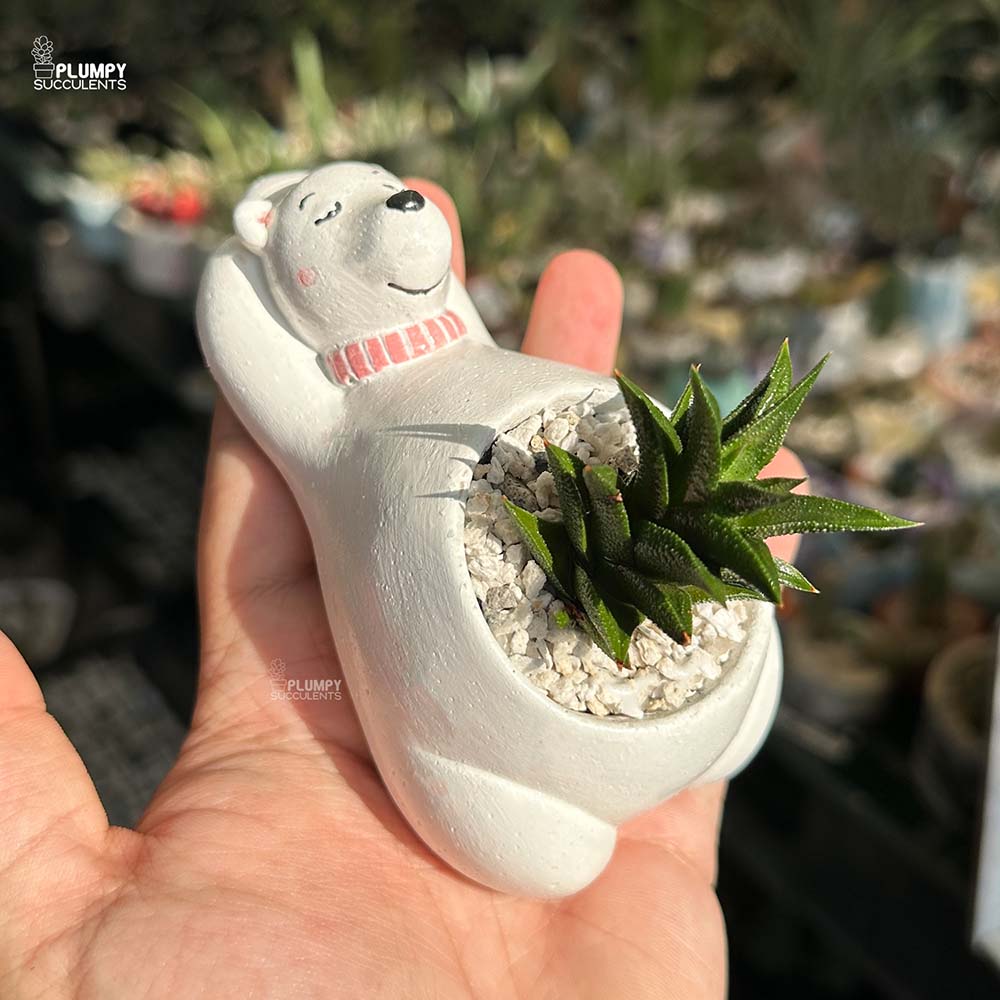 Haworthia Tortuosa in Bear Planter