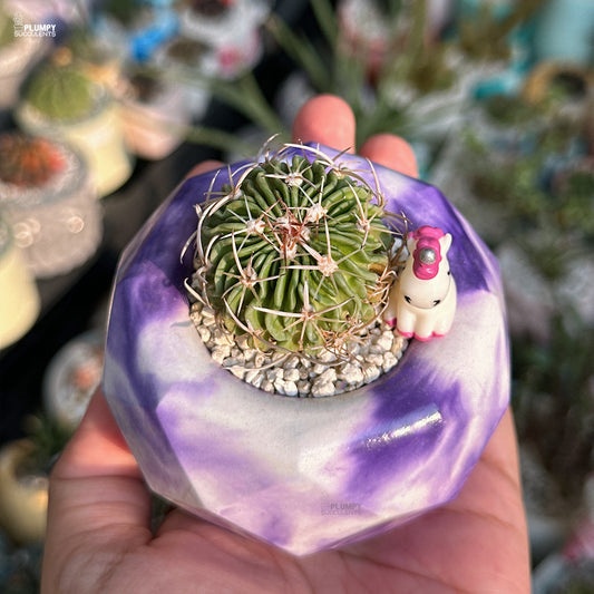 Small cactus in a decorative pot with a unicorn figurine, held in a hand.