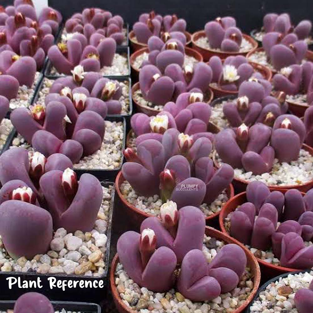 Purple Lithop “Optica Rubra” (Exotic Variety)