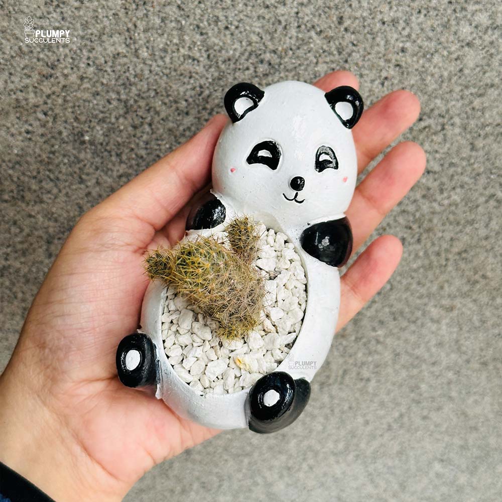 Mammalaria Prolifera in Panda Planter