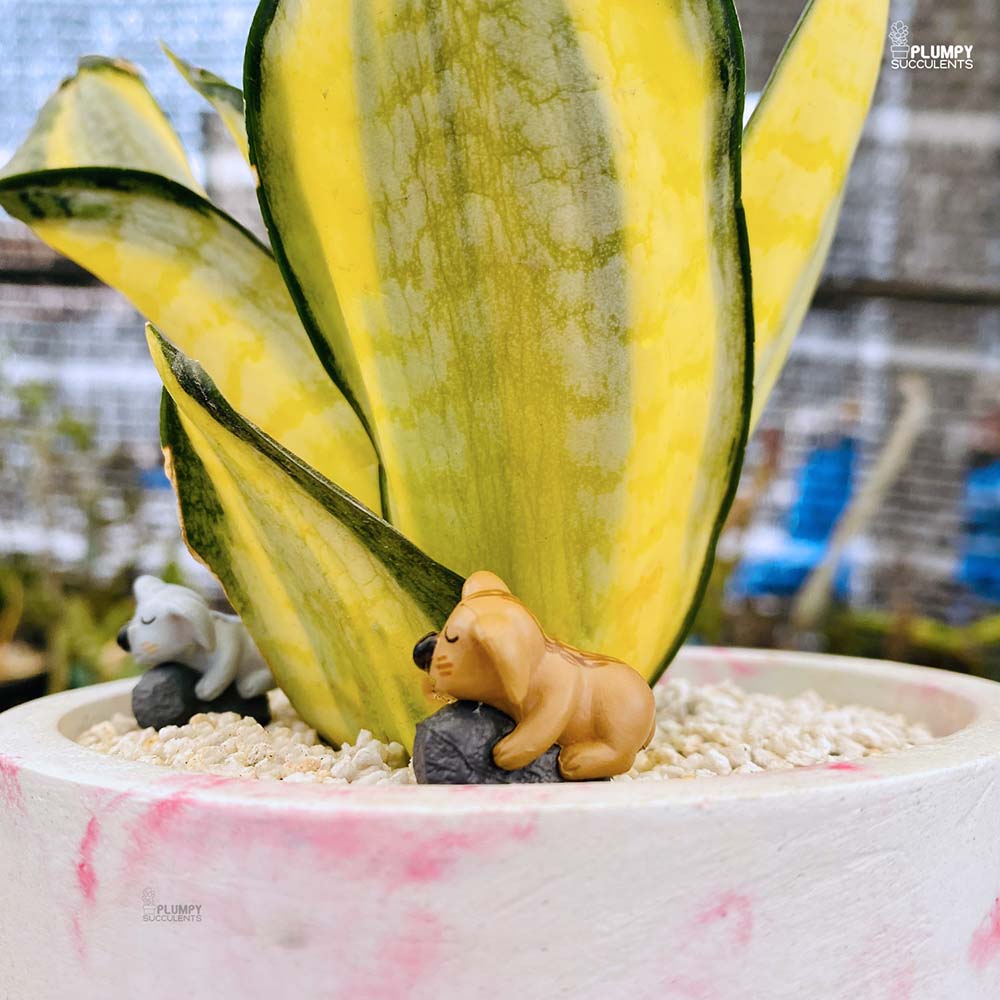Sansveria Golden Hahnii (Snake Plant)