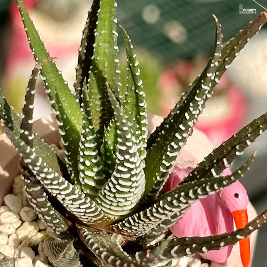 Haworthia Zebra in pink concrete planter with Flamingo figurine