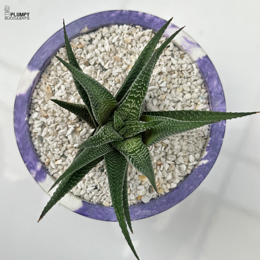 Haworthia Limifolia xFasicata