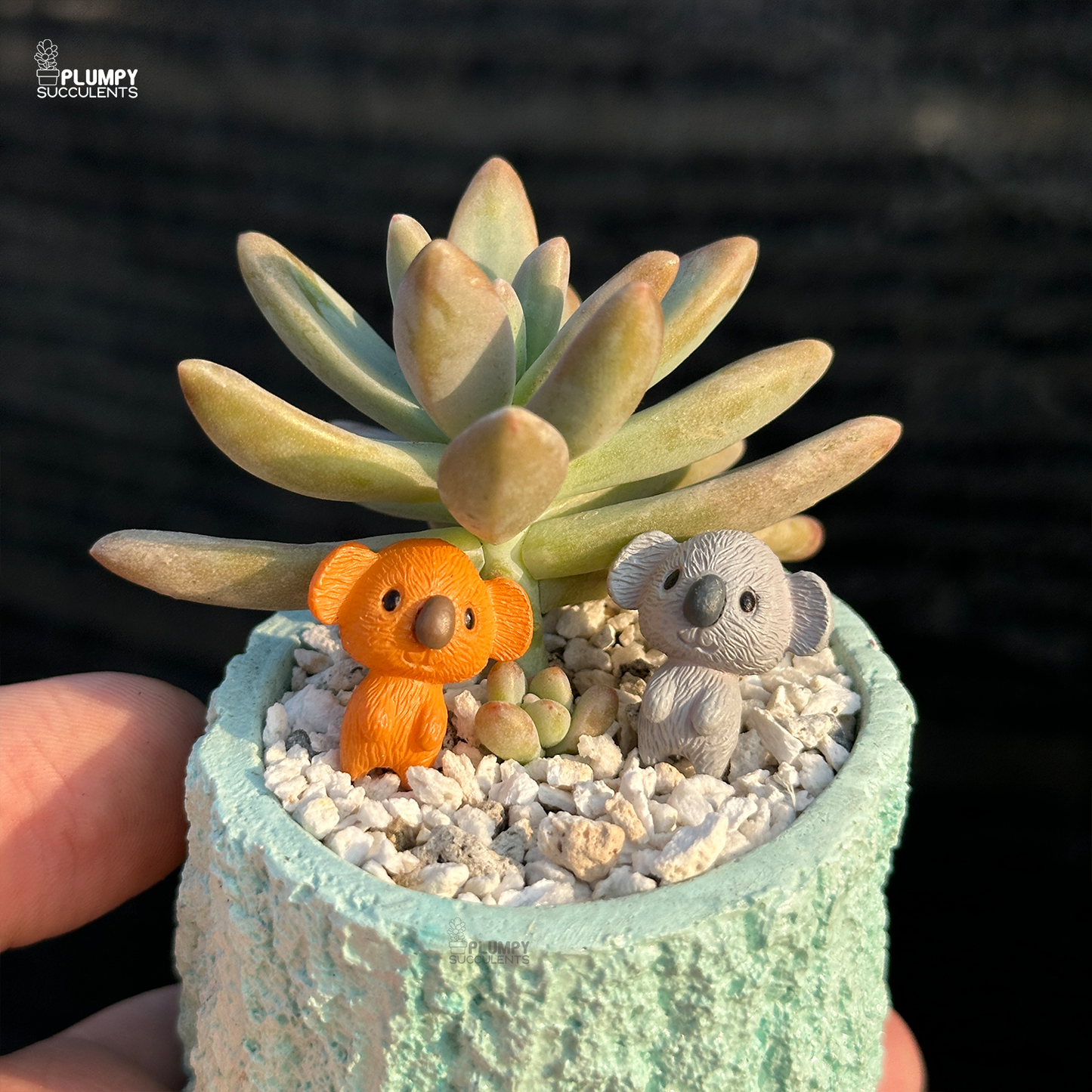 Graptosedum "Darley Sunshine"