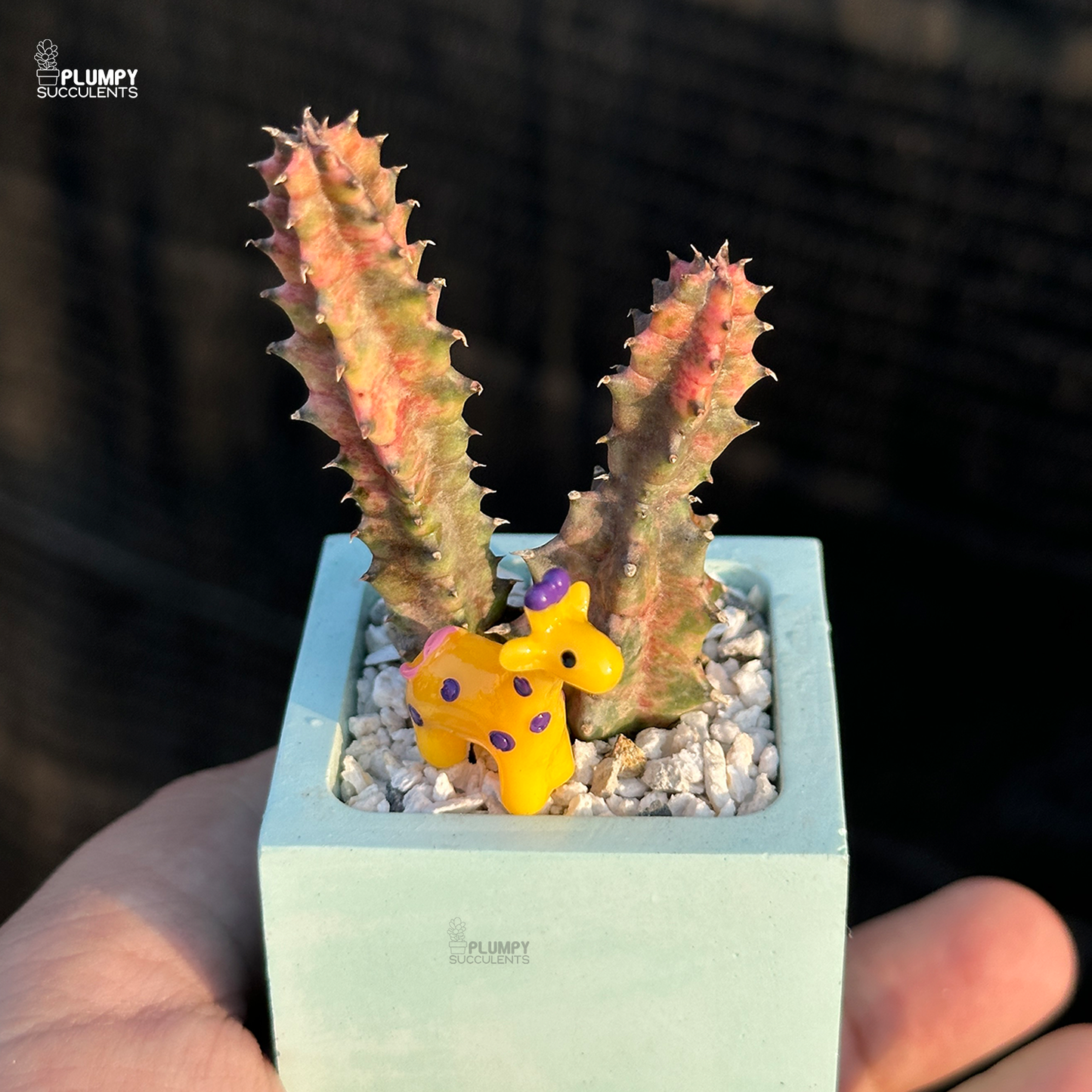 Huernia Zebrina Veriegated