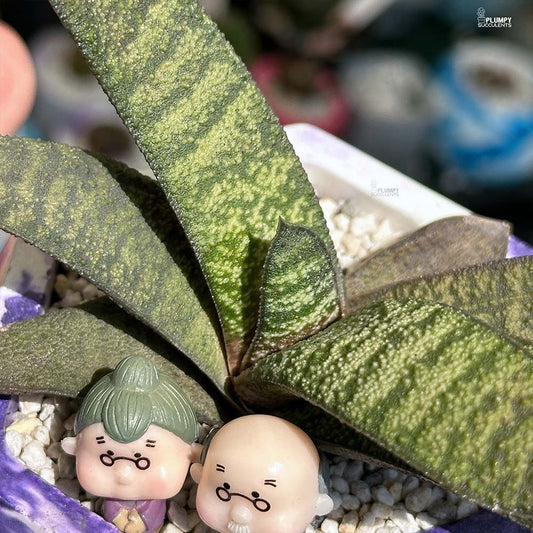 Gasteria Batesiana - Grow Old Together