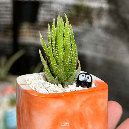 Reinwardtii Towering Haworthia