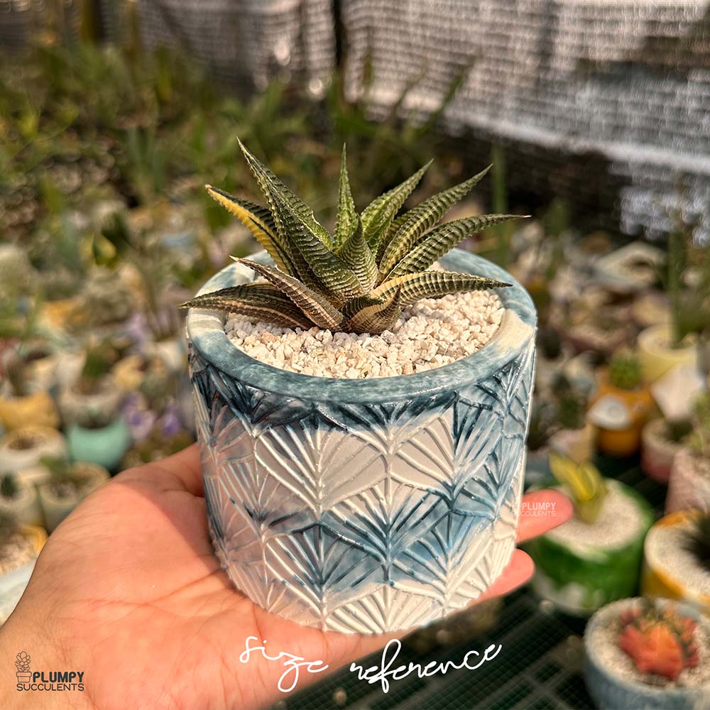 Haworthia Limifolia Verigated