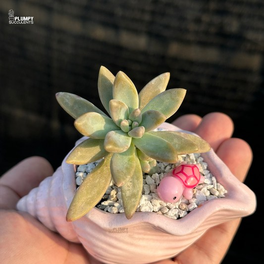 Graptosedum "Darley Sunshine"