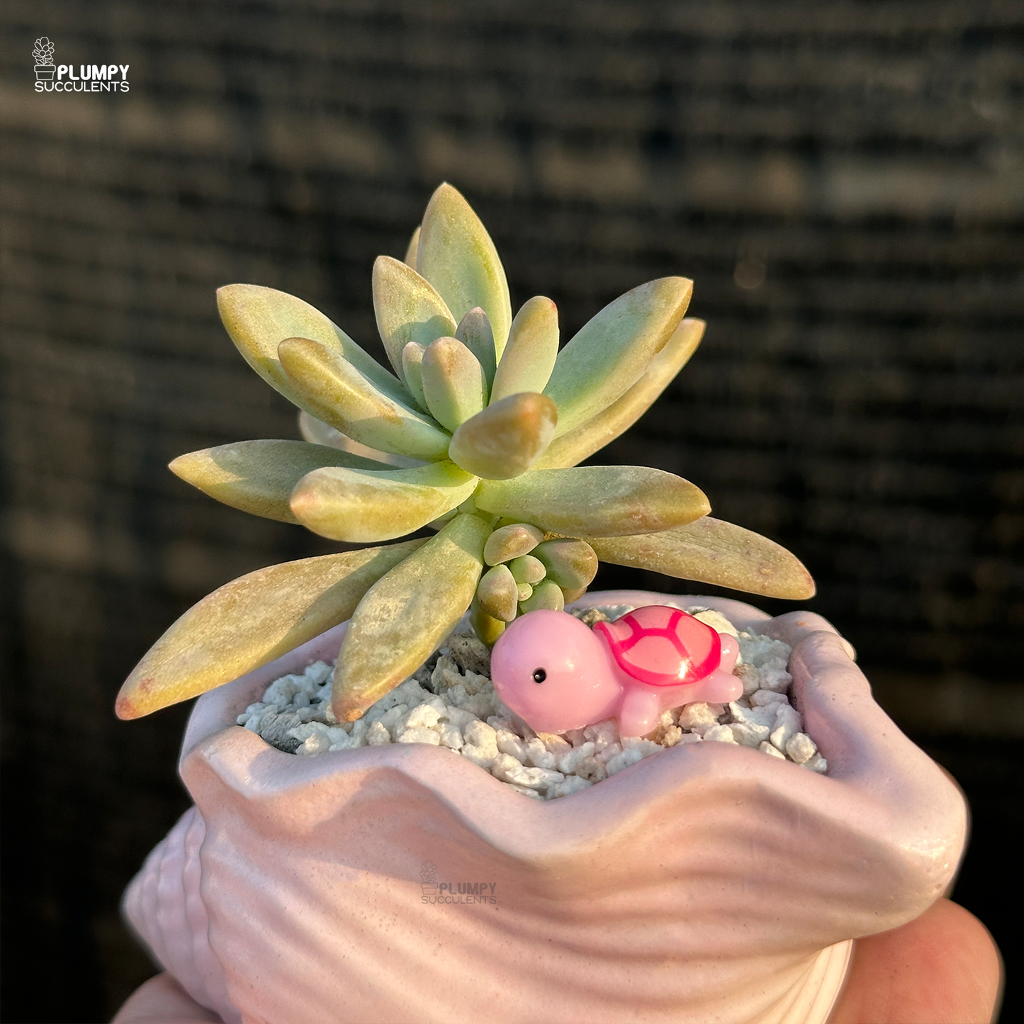 Graptosedum "Darley Sunshine"