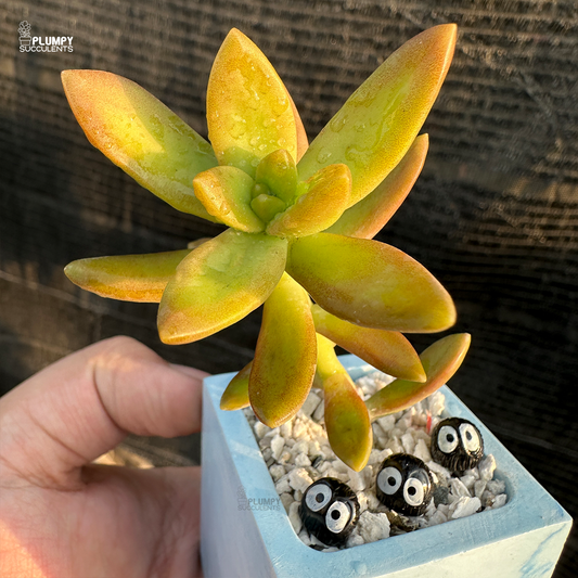 Sedum Adolphi "Golden Sedum"