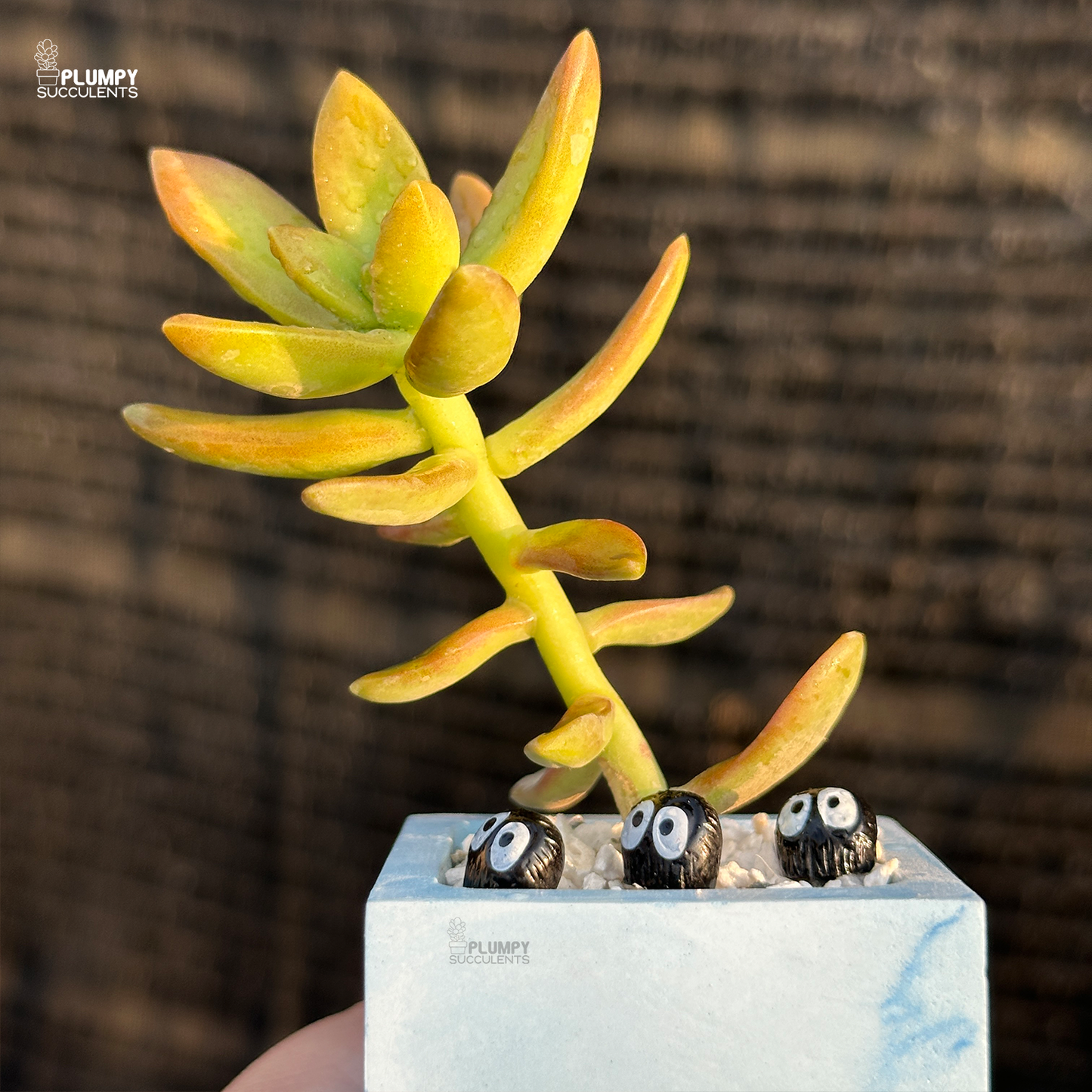 Sedum Adolphi "Golden Sedum"