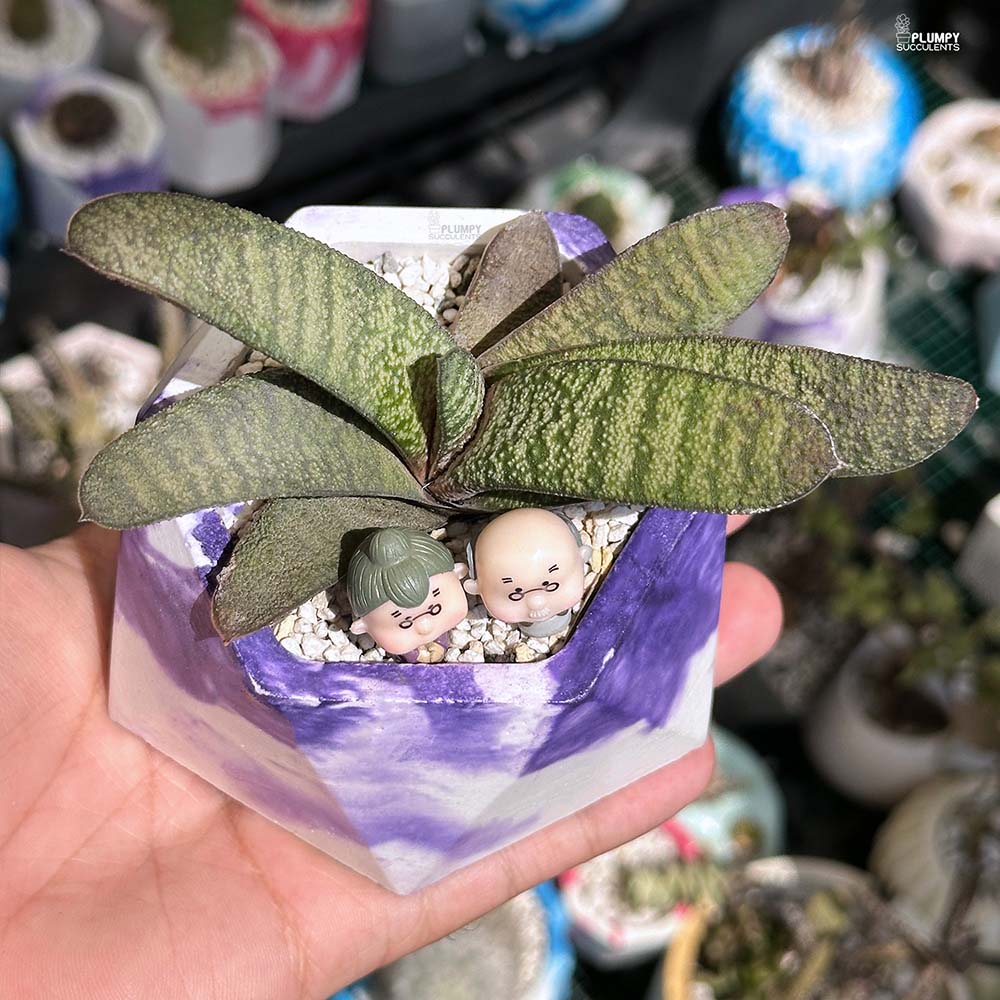 Gasteria Batesiana - Grow Old Together