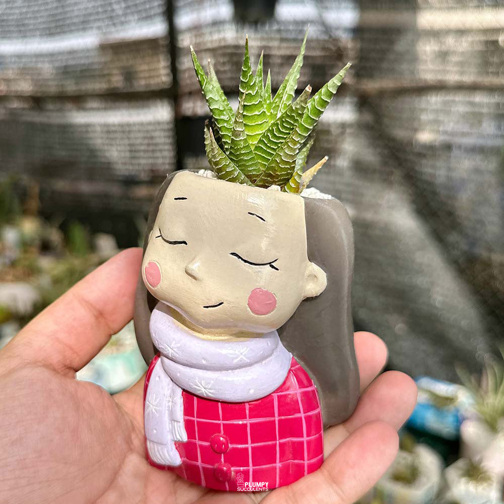 cosmic succulents Haworthia Fairy Washboard in cosmic pink Girl planter
