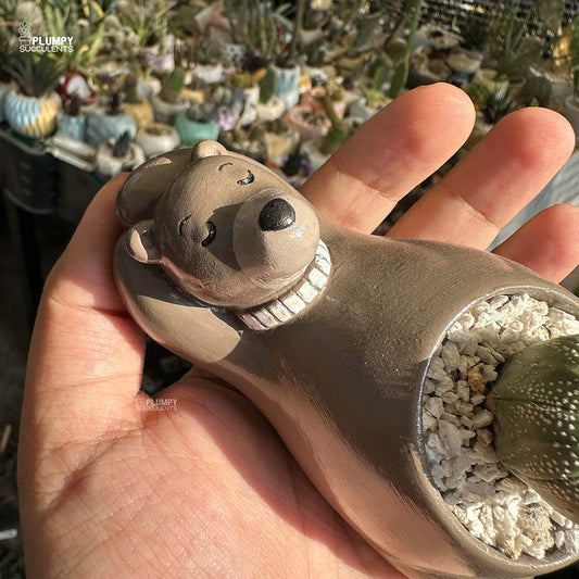 Astrophytum Cactus in Bear Planter