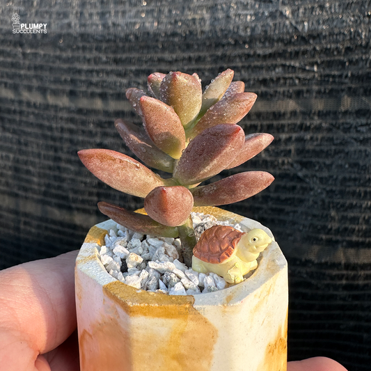 Graptosedum Bronze