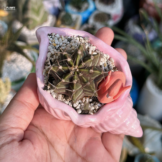 Small cactus in a pink shell held in a hand with a blurred background
