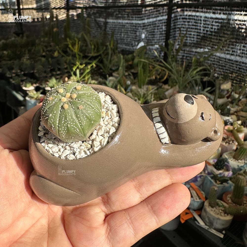 Astrophytum Cactus in Bear Planter