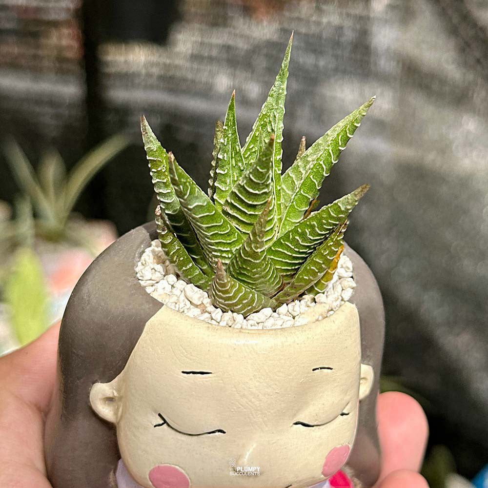 Haworthia Fairy Washboard in cosmic pink Girl planter