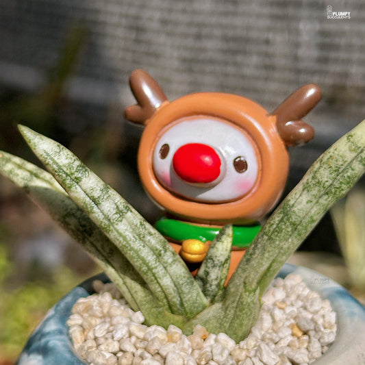 Sansveria Cylindrica - Elk Nest