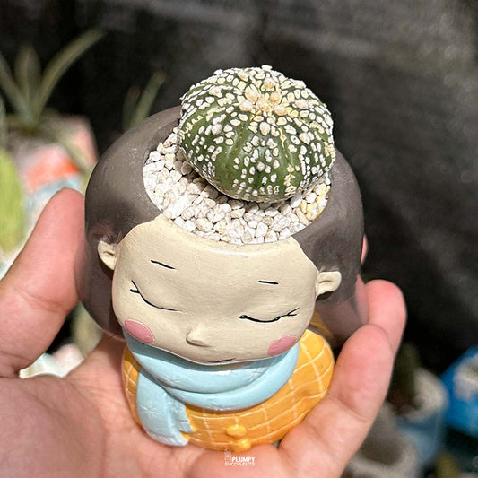 Astrophytum Asteria cv. Superkabuto in Sunshine Girl Planter