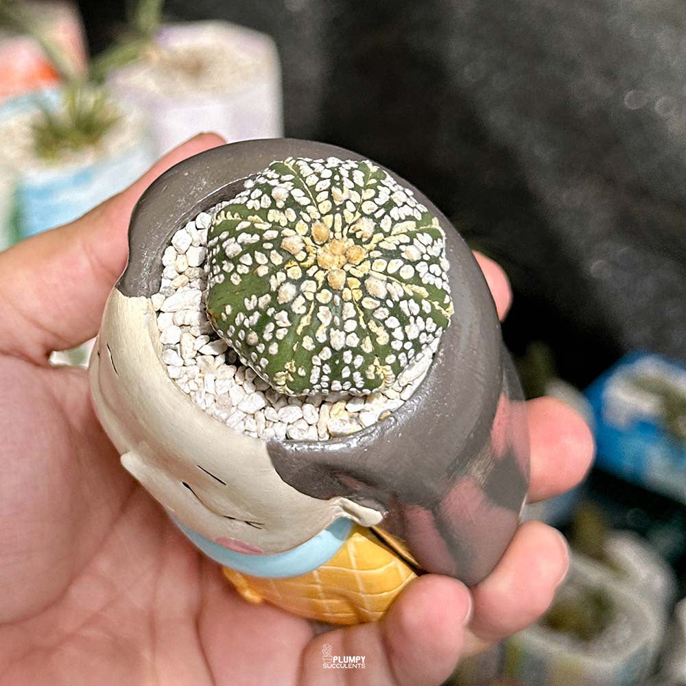 Astrophytum Asteria cv. Superkabuto in Sunshine Girl Planter