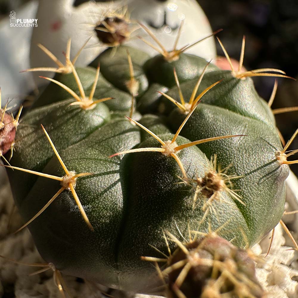 Gymno Cactus Damsii in Panda Planter
