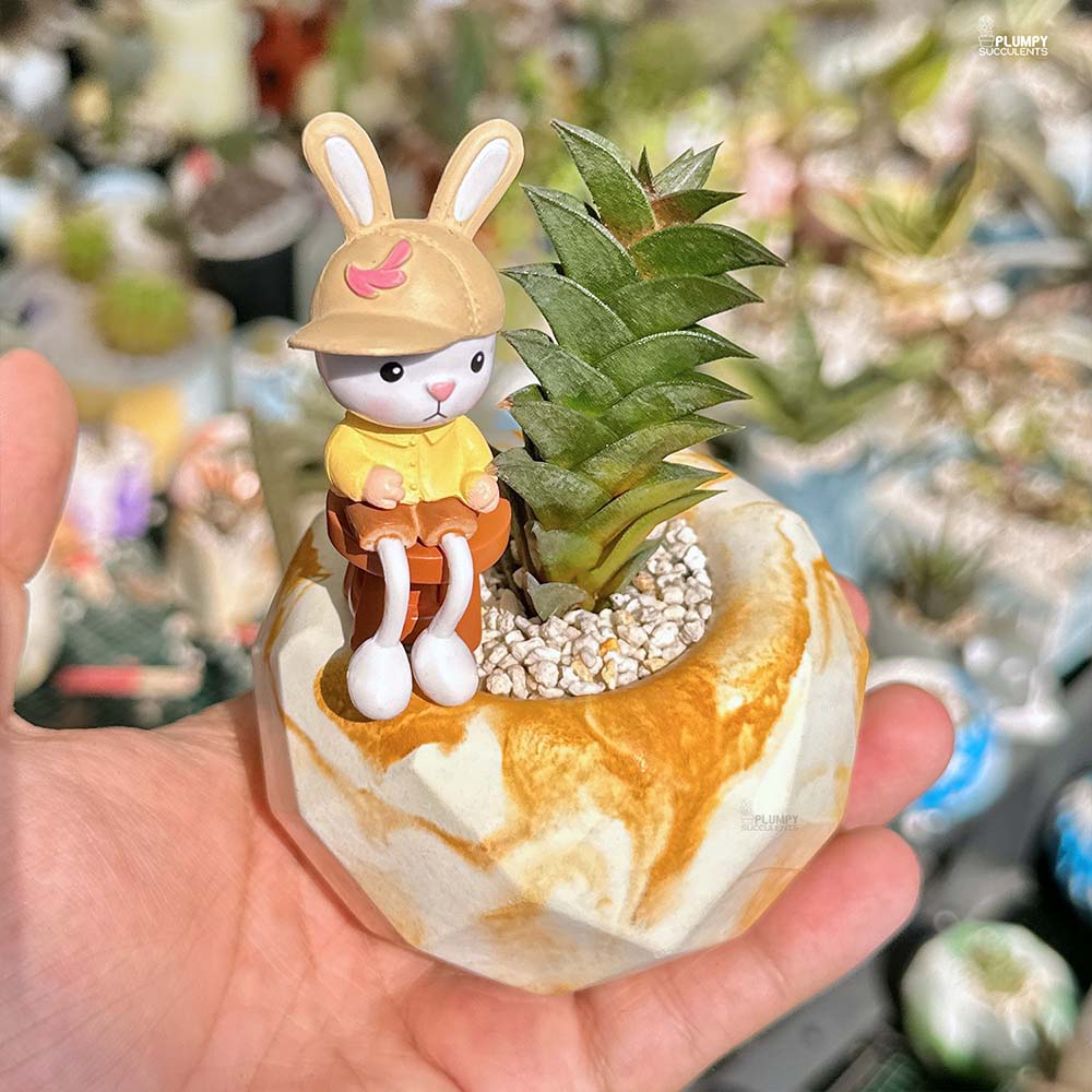 Haworthia Viscosa - Rabbit's Buddy