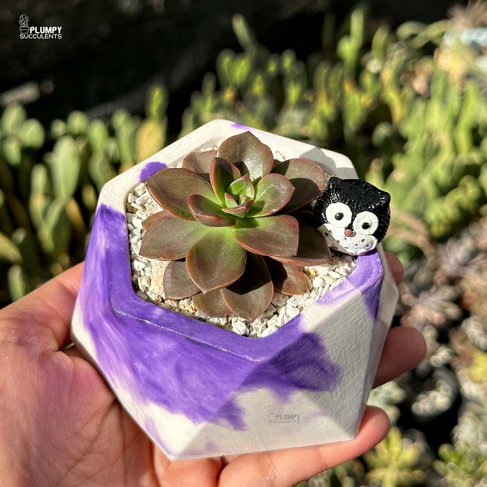 Echeveria Magic Red