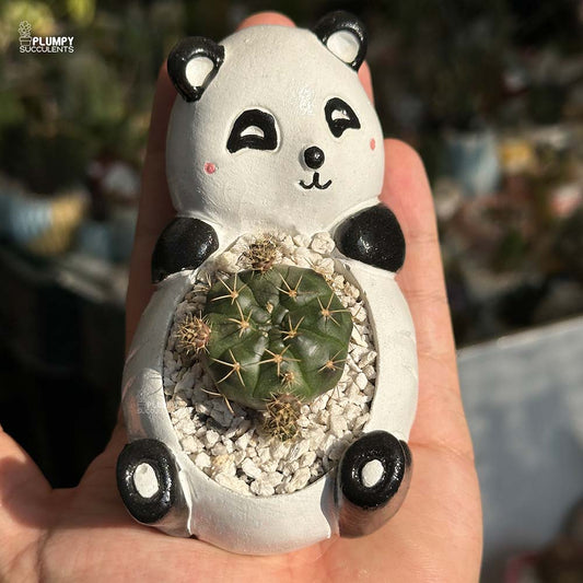 Gymno Cactus Damsii in Panda Planter