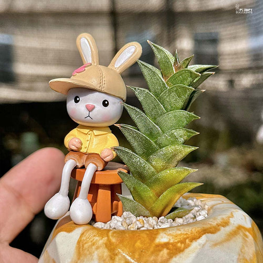 Haworthia Viscosa - Rabbit's Buddy