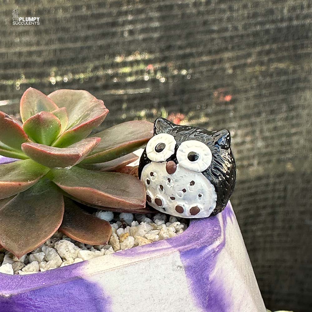 Echeveria Magic Red