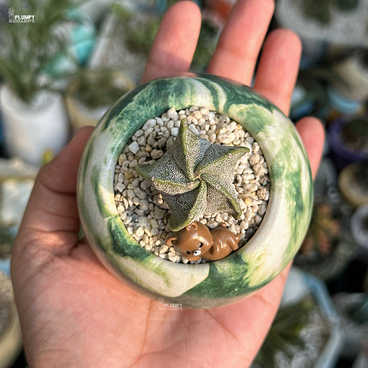 Small green and white marbled pot with a succulent plant held in a hand.