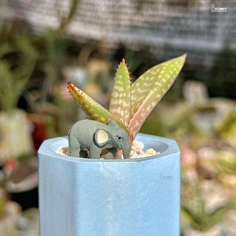 Aloe Hybrid - Elephant Oasis