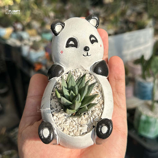 Haworthia Gluaca in Panda Planter