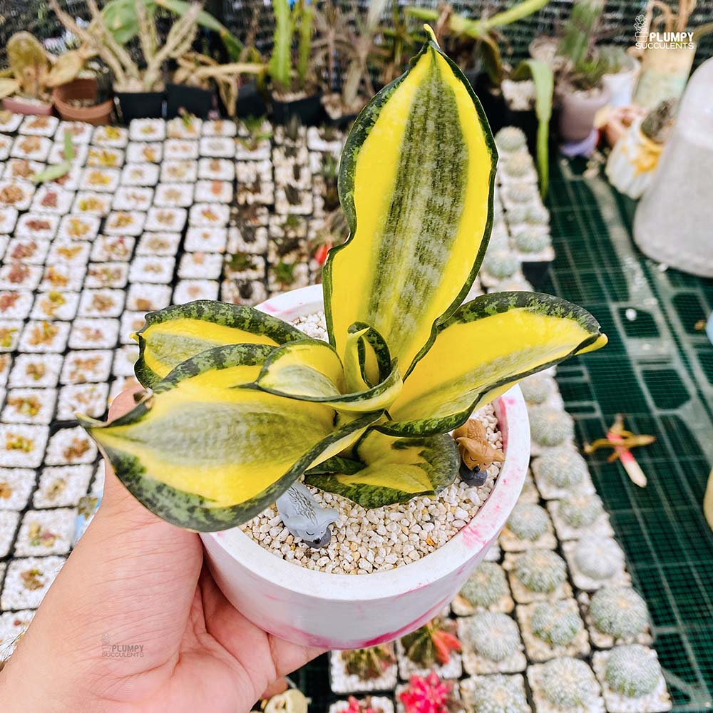 Sansveria Golden Hahnii (Snake Plant)