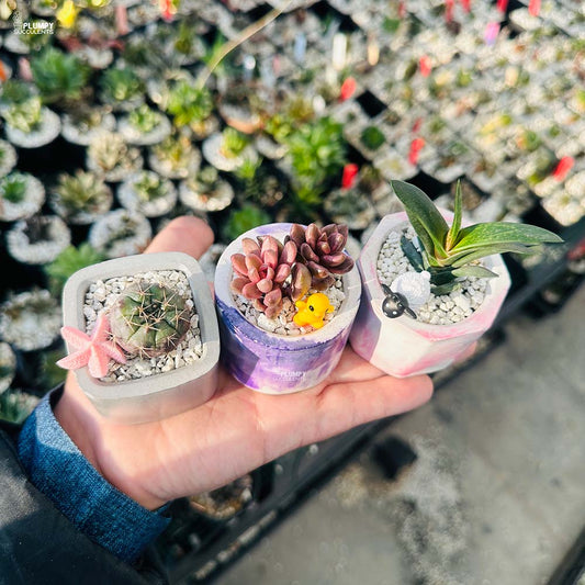 Set of 3 Succulents