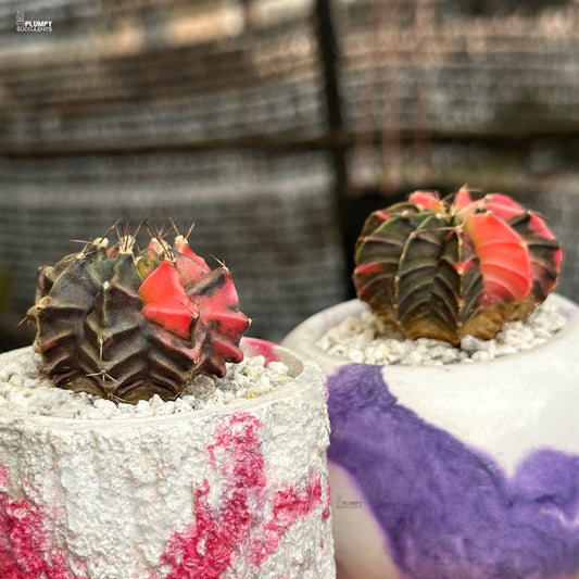 Two cacti with red and green hues on a textured surface.