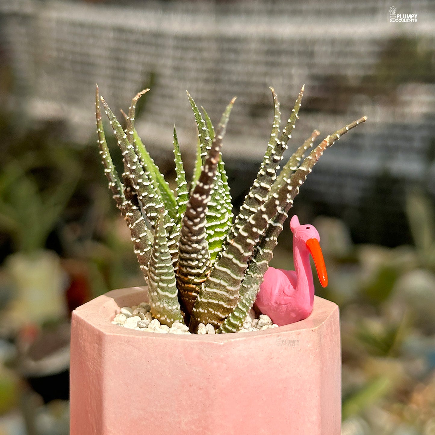 Haworthia Fasciata Zebra- Flamingo Fairyland