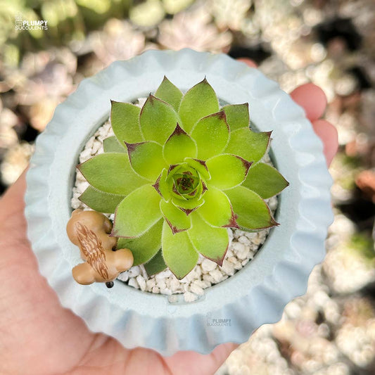 Sumpervivum (Hen & Chicken)