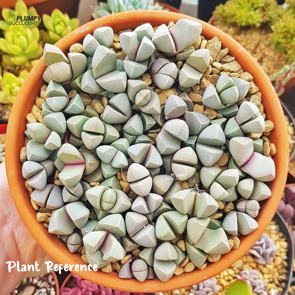 Lithop - Lapidaria Margaretae (Exotic Variety)