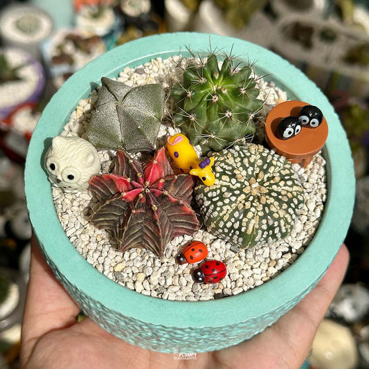 Cactus Garden ( Cactus Fairy Garden)