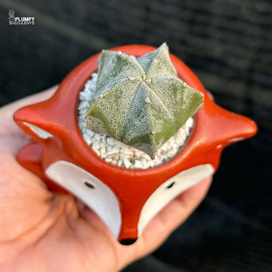Astrophytum Cactus in Fox Planter